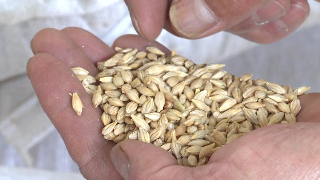 山东小麦价格最新行情,变化中的机遇与学习自信的交响曲