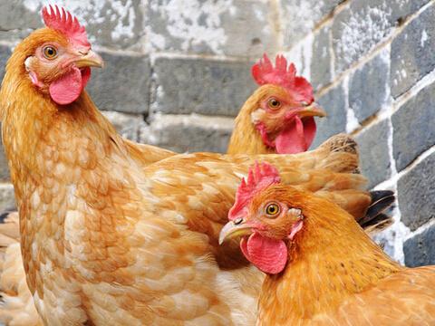 最新817毛鸡价格及分析概述