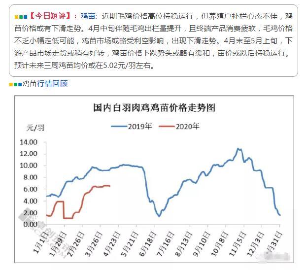 最新817毛鸡价格及分析概述