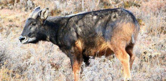 四不像正版+正版四不像,社会承担实践战略_VZA34.222科技版