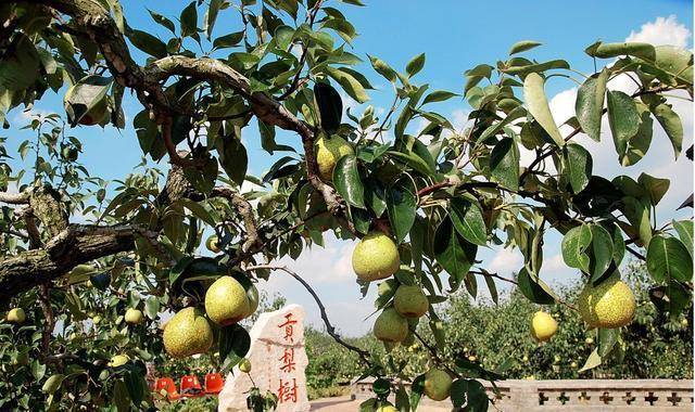 探索未来果树科技的奇迹,梨树最新品种概览