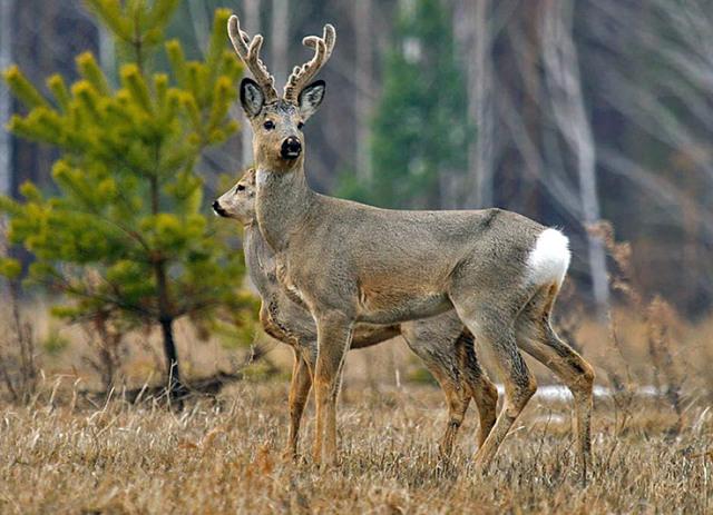 921212cc四不像凤凰,专业地调查详解_CET34.250明亮版