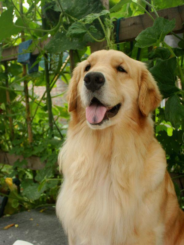 狐狸最新价格行情，与自然美景的邂逅，探寻内心的平和宁静之旅