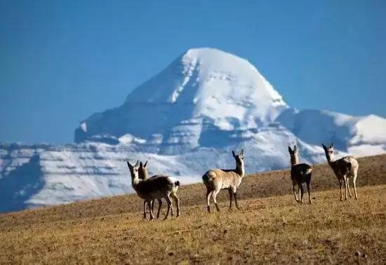 莫棂鹰最新博客，自然之旅的心灵探索，追寻平和的足迹