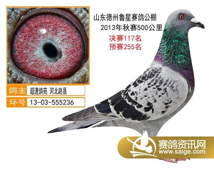 大连信鸽协会最新公告，参与信鸽活动指南发布