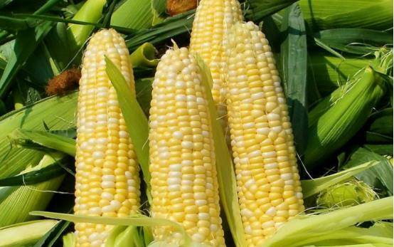 肥城玉米最新价格,一粒玉米的成长与励志之路的探寻