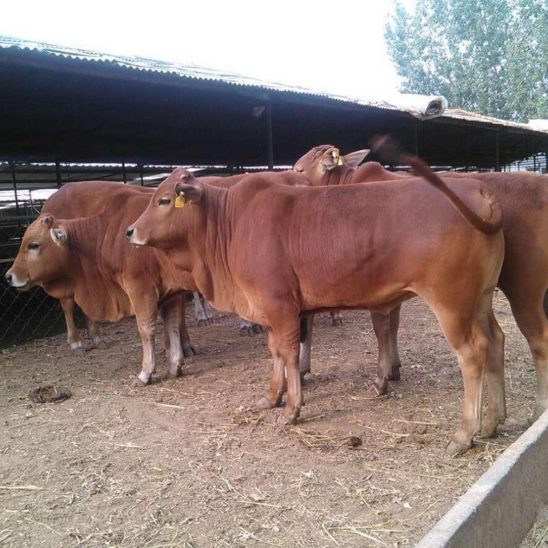 鲁西黄牛最新价格,科技重塑价值,开启崭新篇章