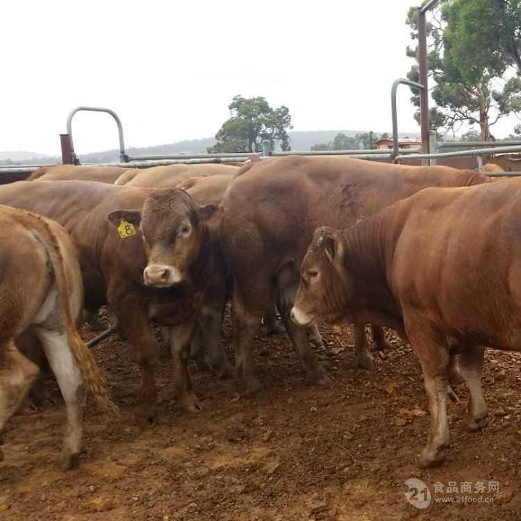 鲁西黄牛最新价格,科技重塑价值,开启崭新篇章