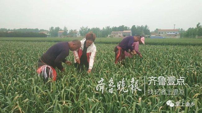 今乡大蒜最新价格，市场走势与影响因素分析概览