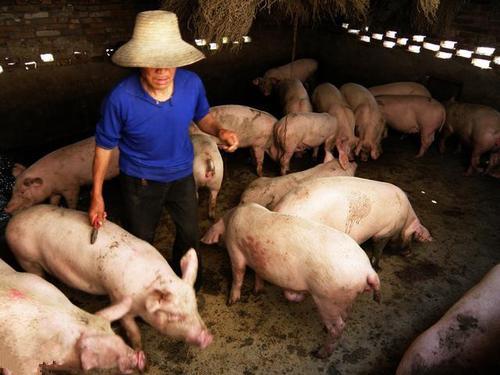 猪肉行情深度解析,市场走势揭秘,未来趋势展望!