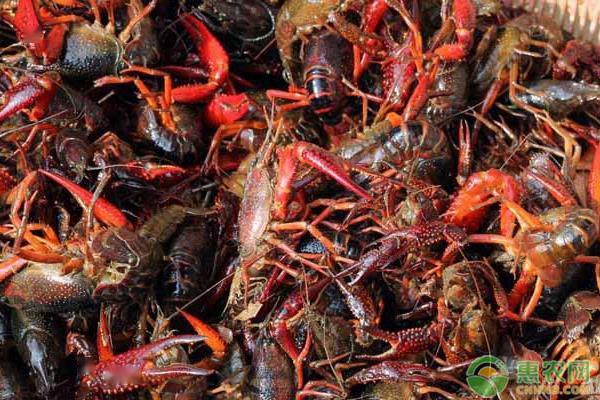 最新小龙虾价格指南,最新小龙虾市场行情解析