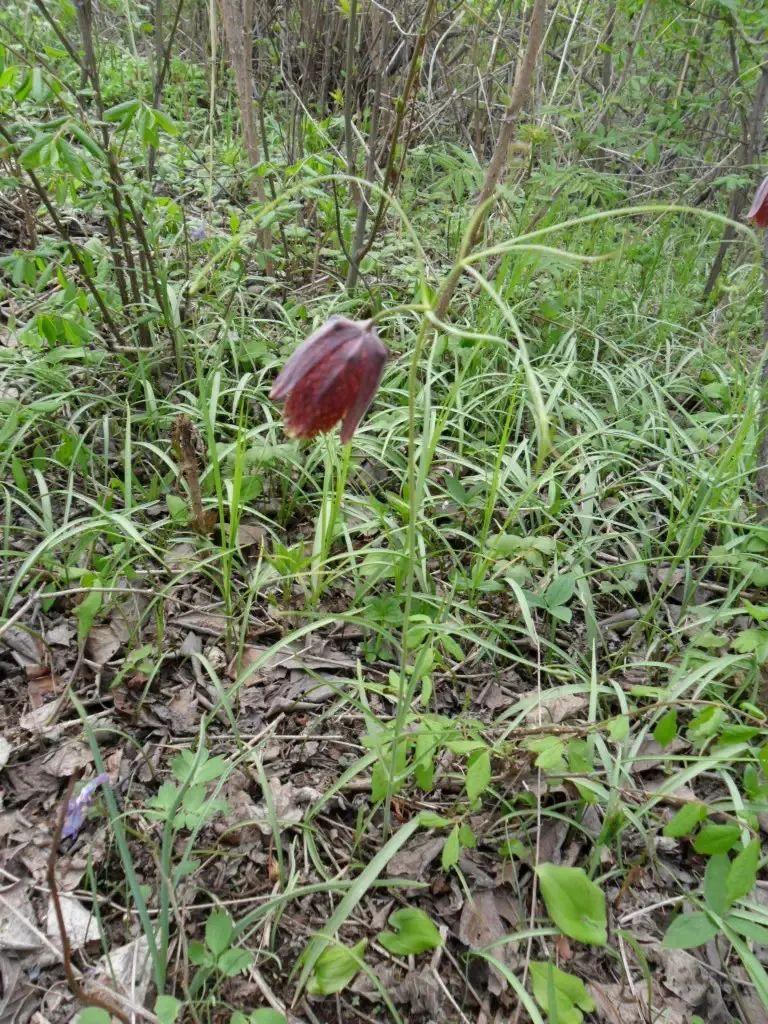 东北平贝母最新价格指南，如何了解与购买平贝母？