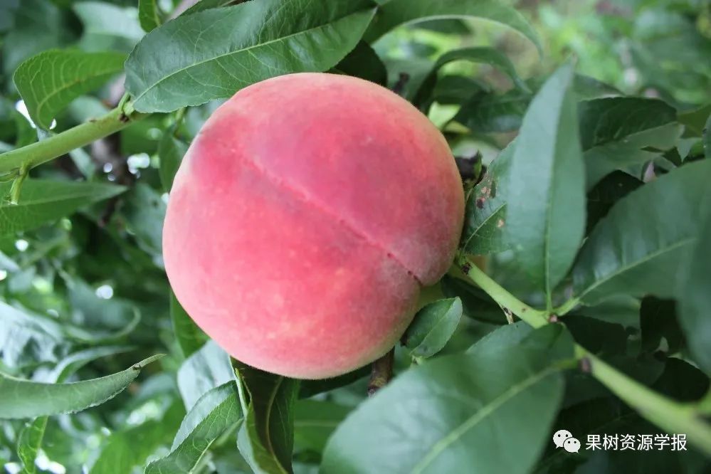 探索未来果篮,最新水果品种璀璨明珠亮相!