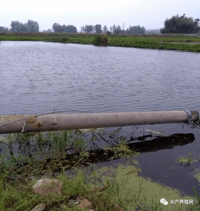 最新鱼塘赔偿标准详解与小巷深处的特色小店探秘