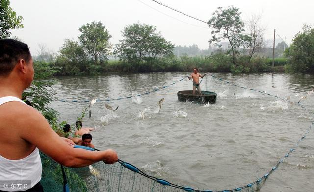 最新鱼塘赔偿标准详解与小巷深处的特色小店探秘