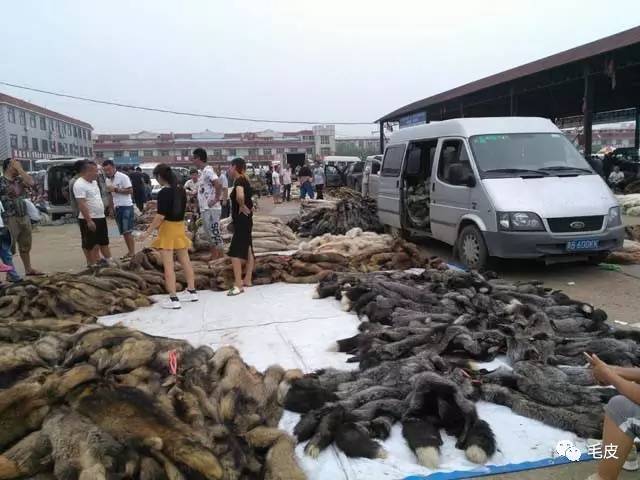 尚村皮毛市场最新行情揭秘,奇遇与温情交织的商机之地