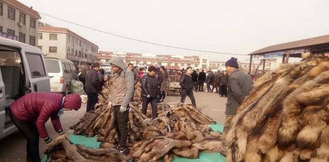 尚村皮毛市场最新行情揭秘,奇遇与温情交织的商机之地