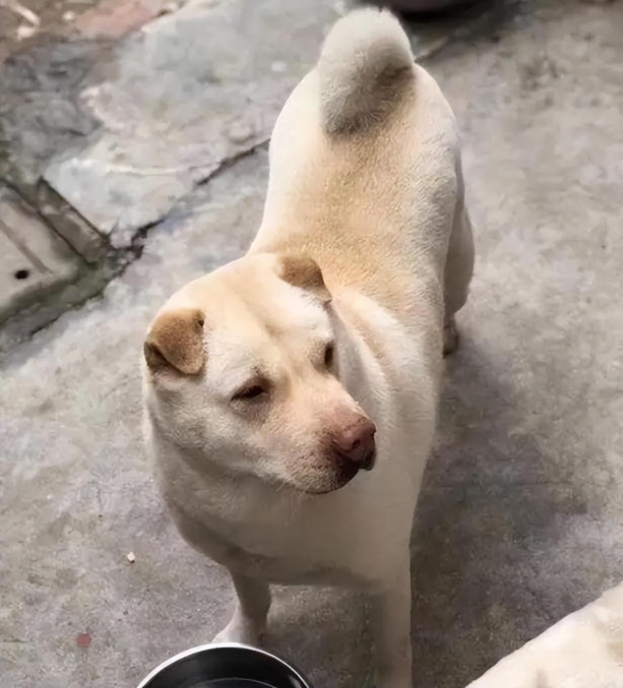 潮州土狗买卖最新动态，小巷中的隐藏宝藏揭秘