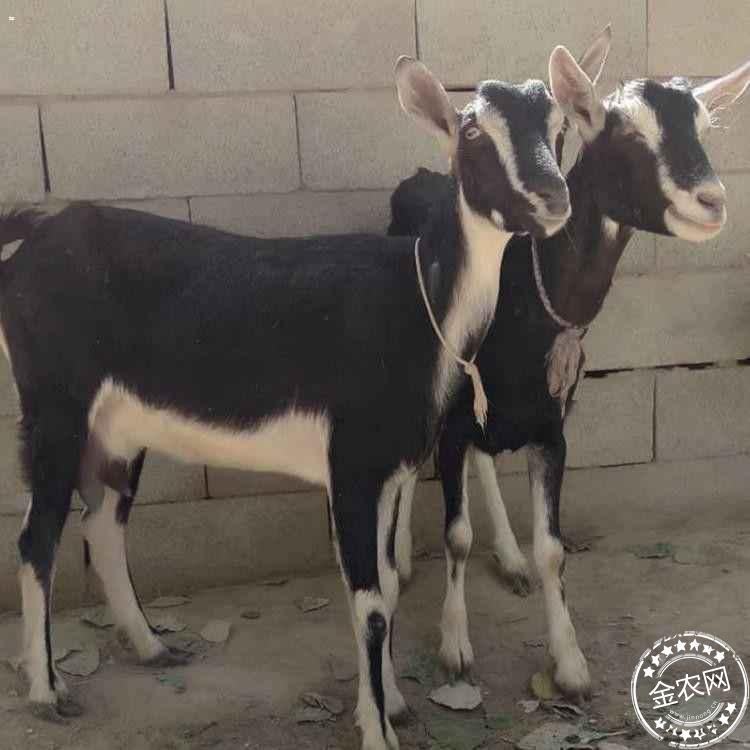 最新土根宝奶山羊图片，展现变化、学习与自信的力量