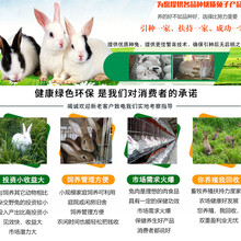 中国养兔网最新兔价概览与动态分析