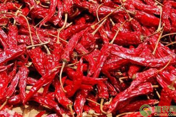 河南干辣椒最新价格行情更新🌶️