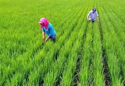 吉林省水稻最新品种，引领农业革新的先锋力量