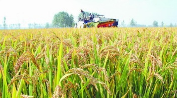 吉林省水稻最新品种,引领农业革新的先锋力量