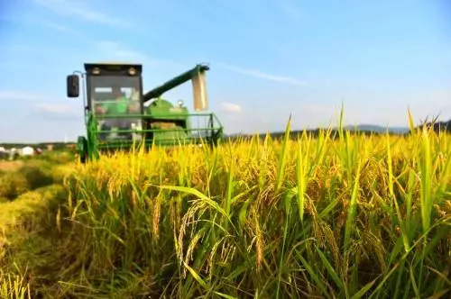 吉林省水稻最新品种,引领农业革新的先锋力量