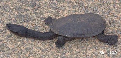 澳门天天彩免费资料大全免费查询狼披羊皮,蛇藏龟壳,策略调整改进_UHE79.846文化传承版