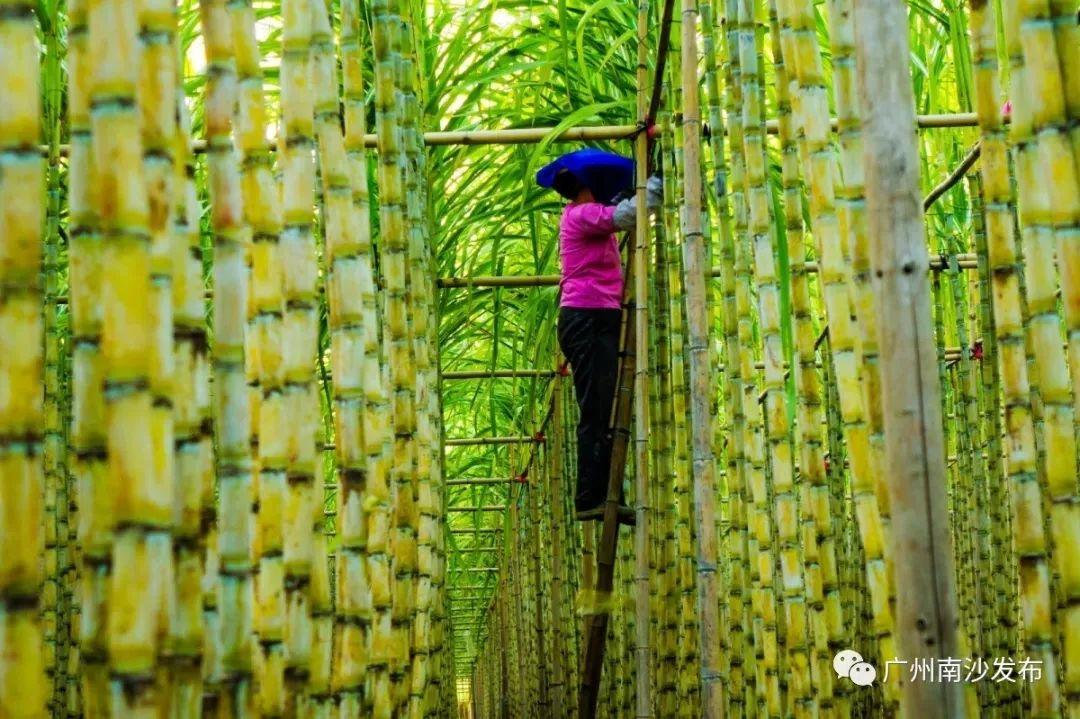 澳门白小虎资料,持续改进策略_UEL79.522文化传承版