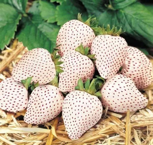 草莓新品种白雪公主介绍,白雪公主草莓的独特魅力与种植指南