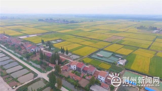 荆州农高区蓬勃发展新动态，农业高地持续崛起