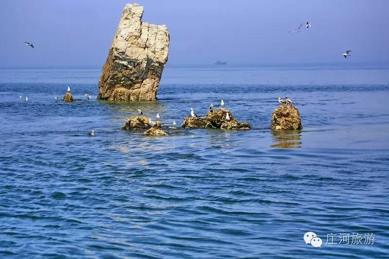 大连庄河黑岛夏日动态及趣事揭秘