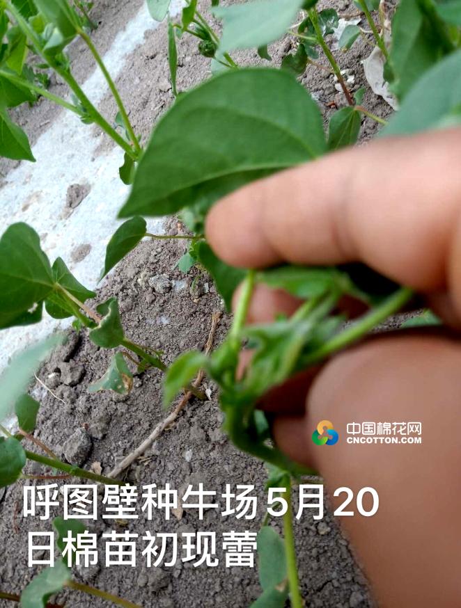 呼图壁种牛场最新动态揭秘🌟