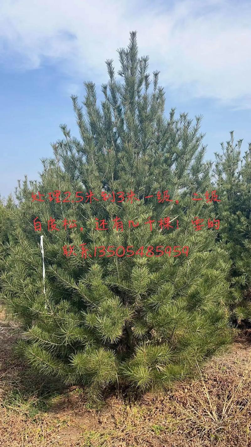 最新50公分白皮松价格行情揭秘！