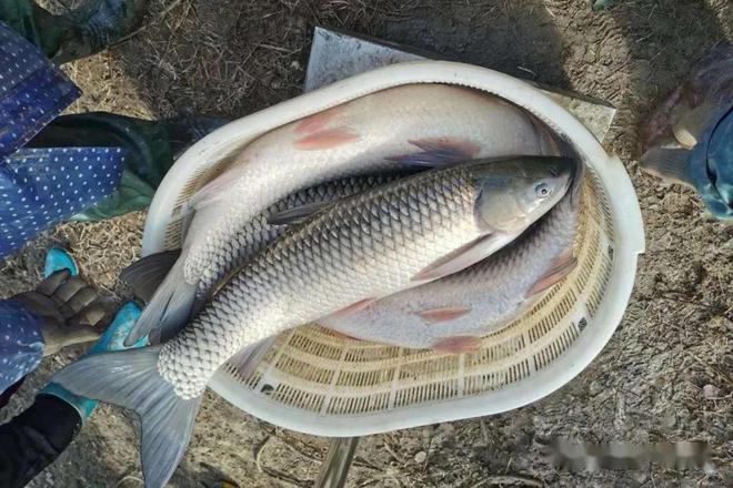 绵阳最新鱼情概览，全面解析当前鱼情动态