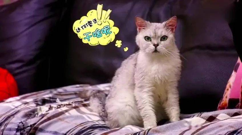 温馨日常故事，最新猫味A的感动时刻